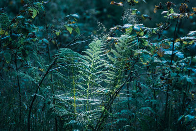 Close-up of fresh green plants in forest - fern