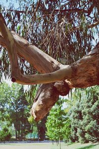 Low angle view of lizard on tree against sky