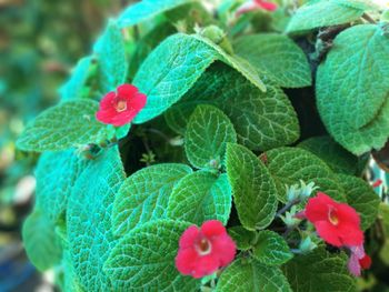 Close-up of strawberry growing on plant