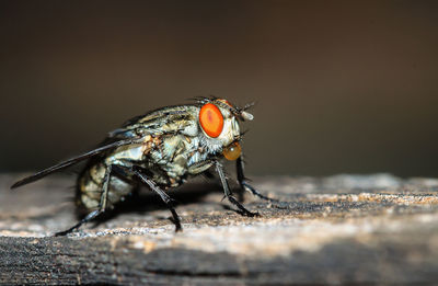 Close-up of fly on wood