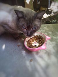 Close-up of cat feeding on retaining wall