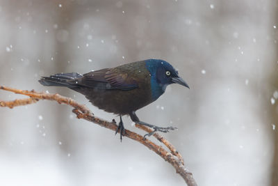 Close-up of bird perching on branch