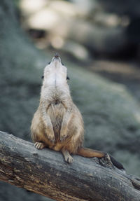 Meerkat sitting on wood