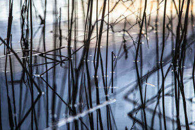 Close-up of snow covered plants against trees