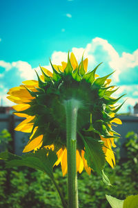 Close-up of yellow flower blooming against sky