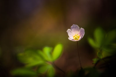 Beautiful white wood sorrel flowers blooming on a forest ground. shallow depth of field. 