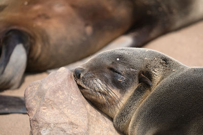 Close-up of an animal sleeping
