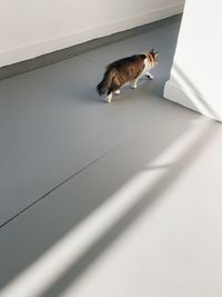 High angle view of a cat on floor
