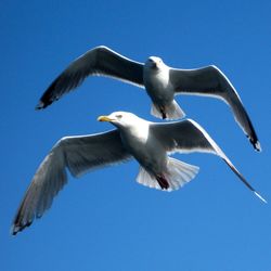 Low angle view of seagulls flying against blue sky
