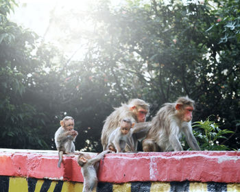 Monkey sitting on a tree