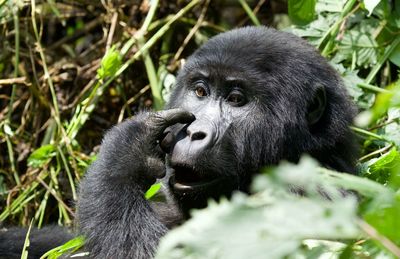 Close-up of a monkey eating food