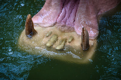 Close-up of person swimming in lake