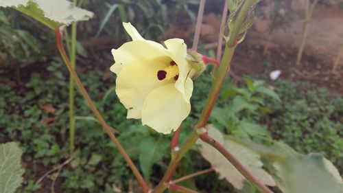 Close-up of yellow flower blooming outdoors