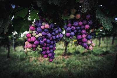 Grapes in vineyard