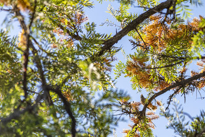 Low angle view of poinciane tree canopy with bird perched on a branch against sky