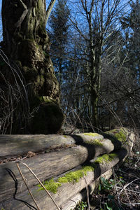 Trees growing in forest