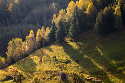 High angle view of trees growing in forest during autumn