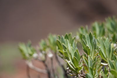 Close-up of fresh green plant in field