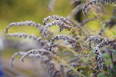 Close-up of plant