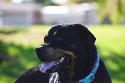 Close-up of a dog looking away