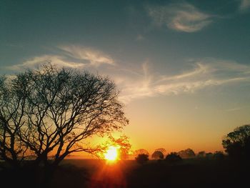 Silhouette of trees on landscape