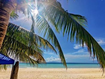 Palm trees on beach against sky