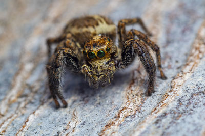 Close-up of spider on rock