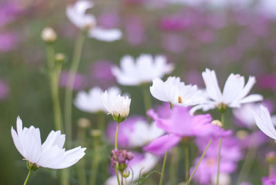 Close-up of white flowering plants