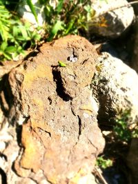 Close-up of insect on tree trunk