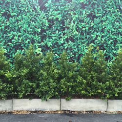 Plants growing on tree