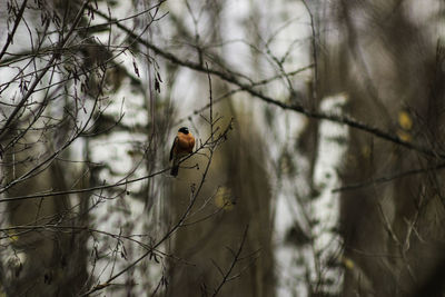 Low angle view of bird perching on bare tree