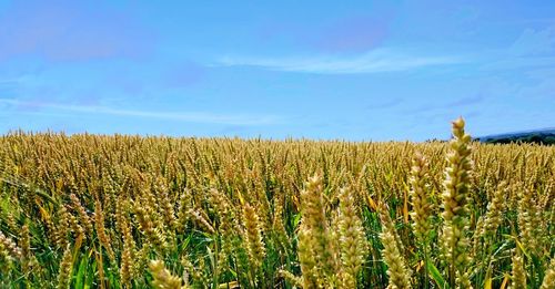 Scenic view of field against cloudy sky