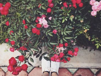 Low section of person standing by pink flowering plants