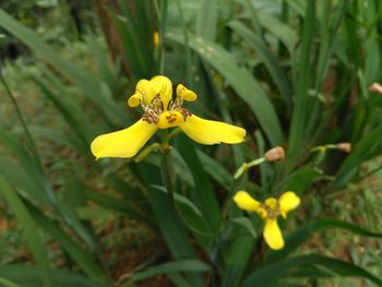 Close-up of yellow flowers