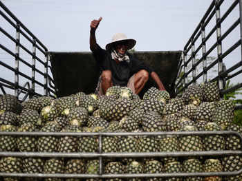 High angle view of pineapple for sale. farmers are happy to have a truck full of pineapples.