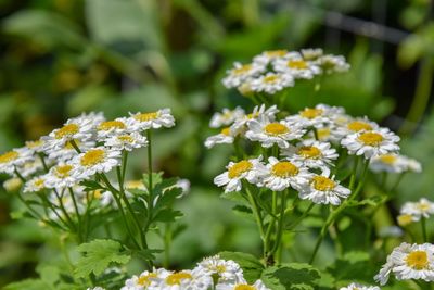 Close-up of white daisy flowers