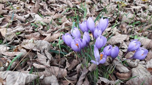 High angle view of purple crocus flowers on field