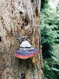 Close-up of tree trunk