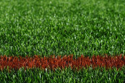 Full frame shot of green grass on field