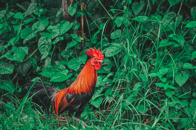 View of a rooster on land