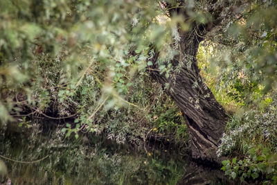 Bird perching on a tree