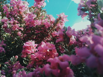 Close-up of pink bougainvillea flowers blooming on tree