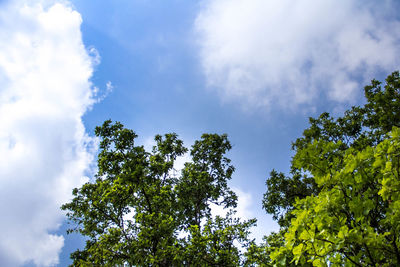 Low angle view of trees against sky