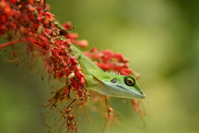 Close-up of lizard on plant