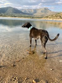 Full length of a dog on beach