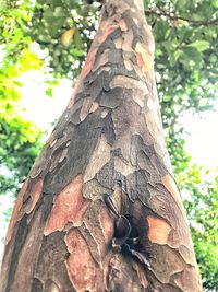 Close-up of tree trunk