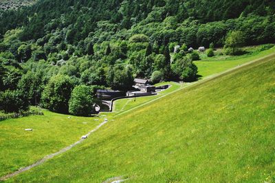 Scenic view of green trees