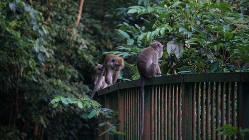 Monkeys in a forest
