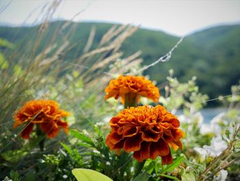Close-up of orange marigold flower