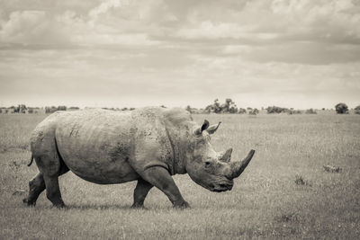 A southern white rhino walking in the open plains